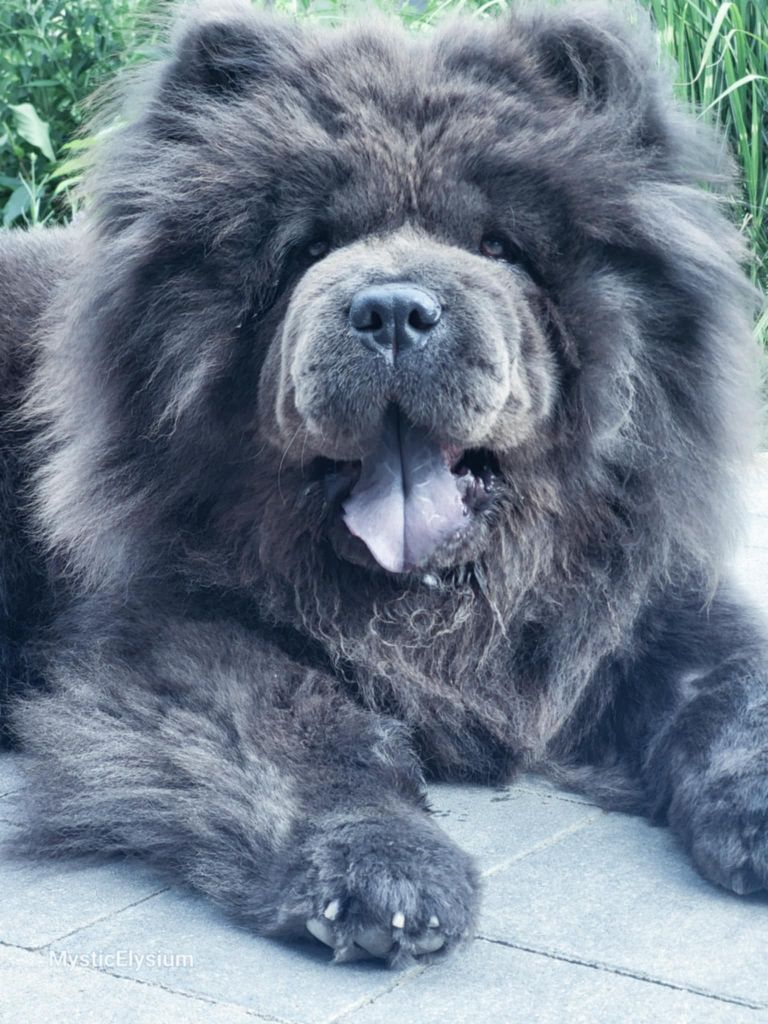 Les Chow Chow de l'affixe du Val de Pyrène