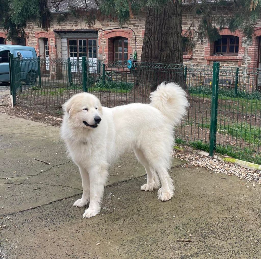 Royaume falkor Du neouvielle