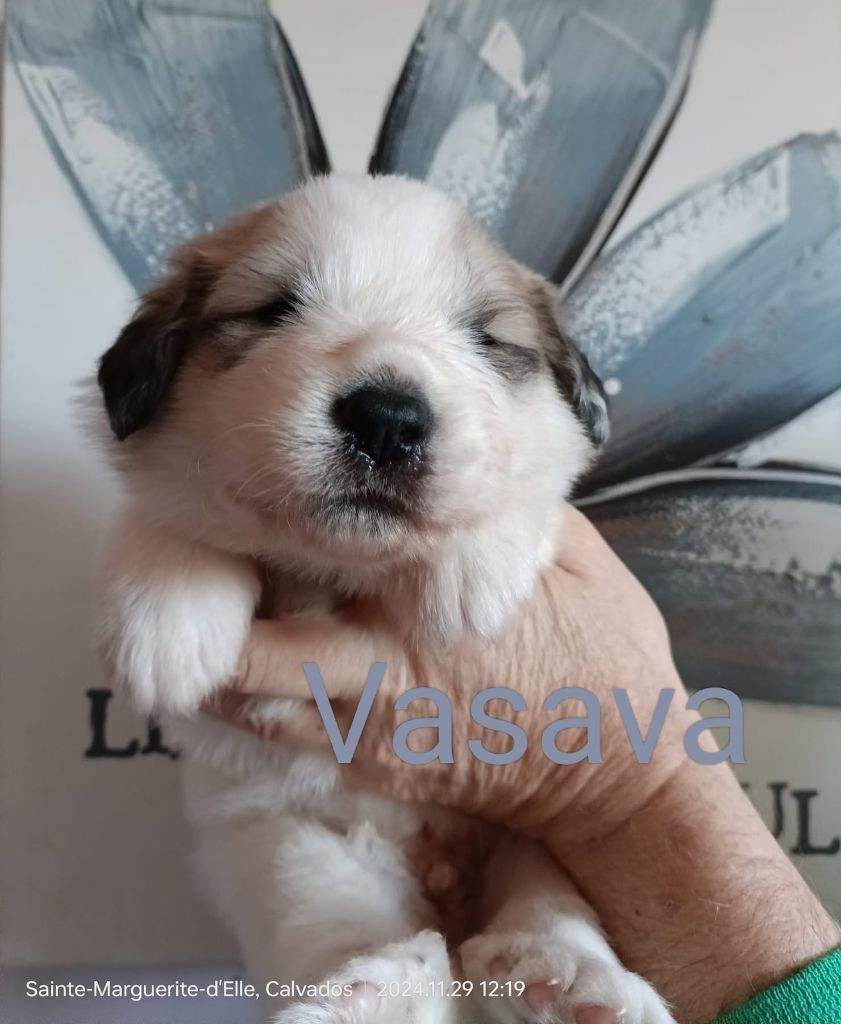 du Val de Pyrène - Chiot disponible  - Chien de Montagne des Pyrenees