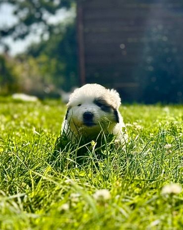 du Val de Pyrène - Chiot disponible  - Chien de Montagne des Pyrenees