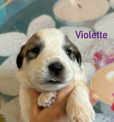 VIOLETTE