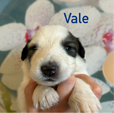 VALE