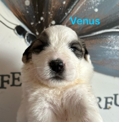 VENUS