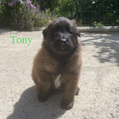 Tony