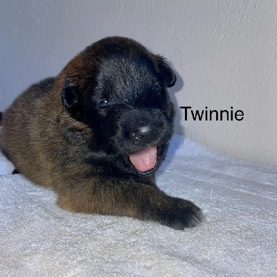 Twinnie