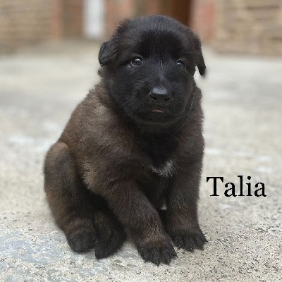 Talia