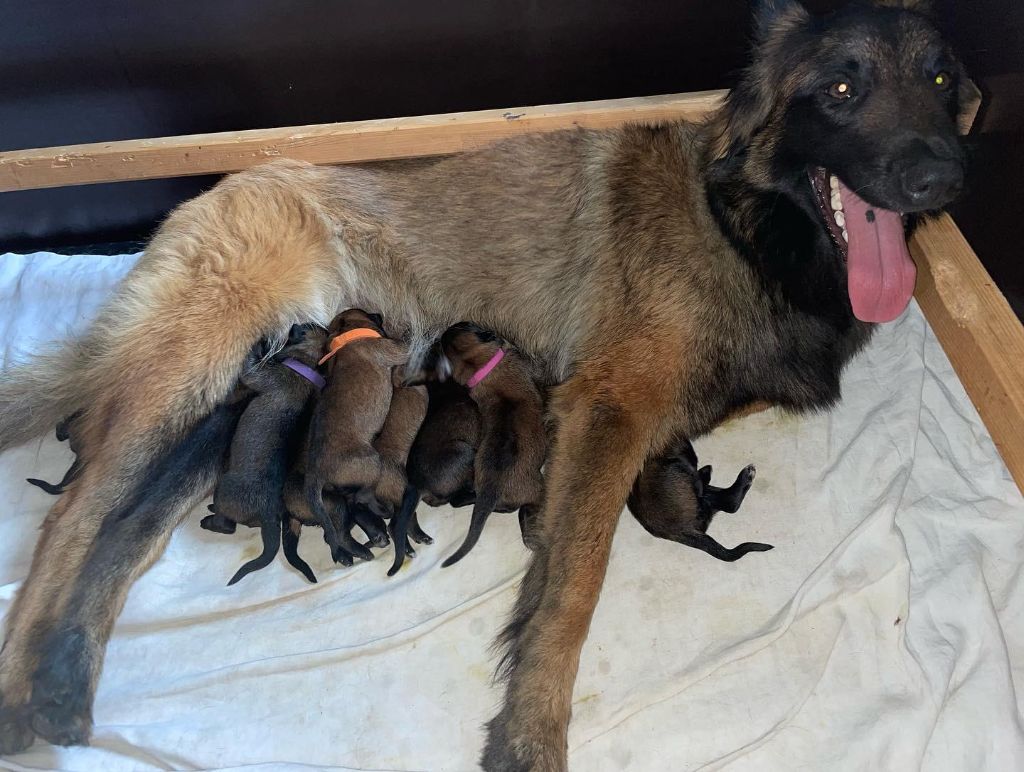 chiot Berger Belge du Val de Pyrène