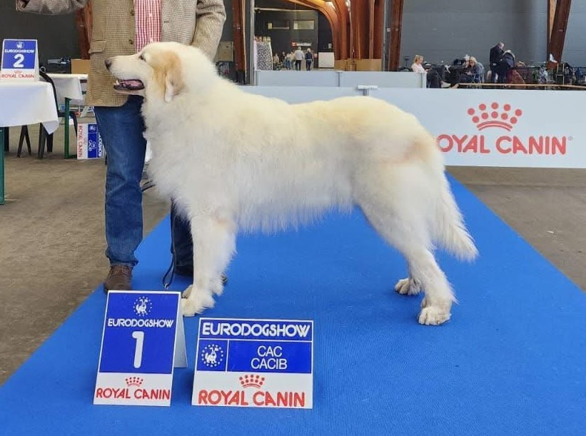 Royaume falkor Du neouvielle