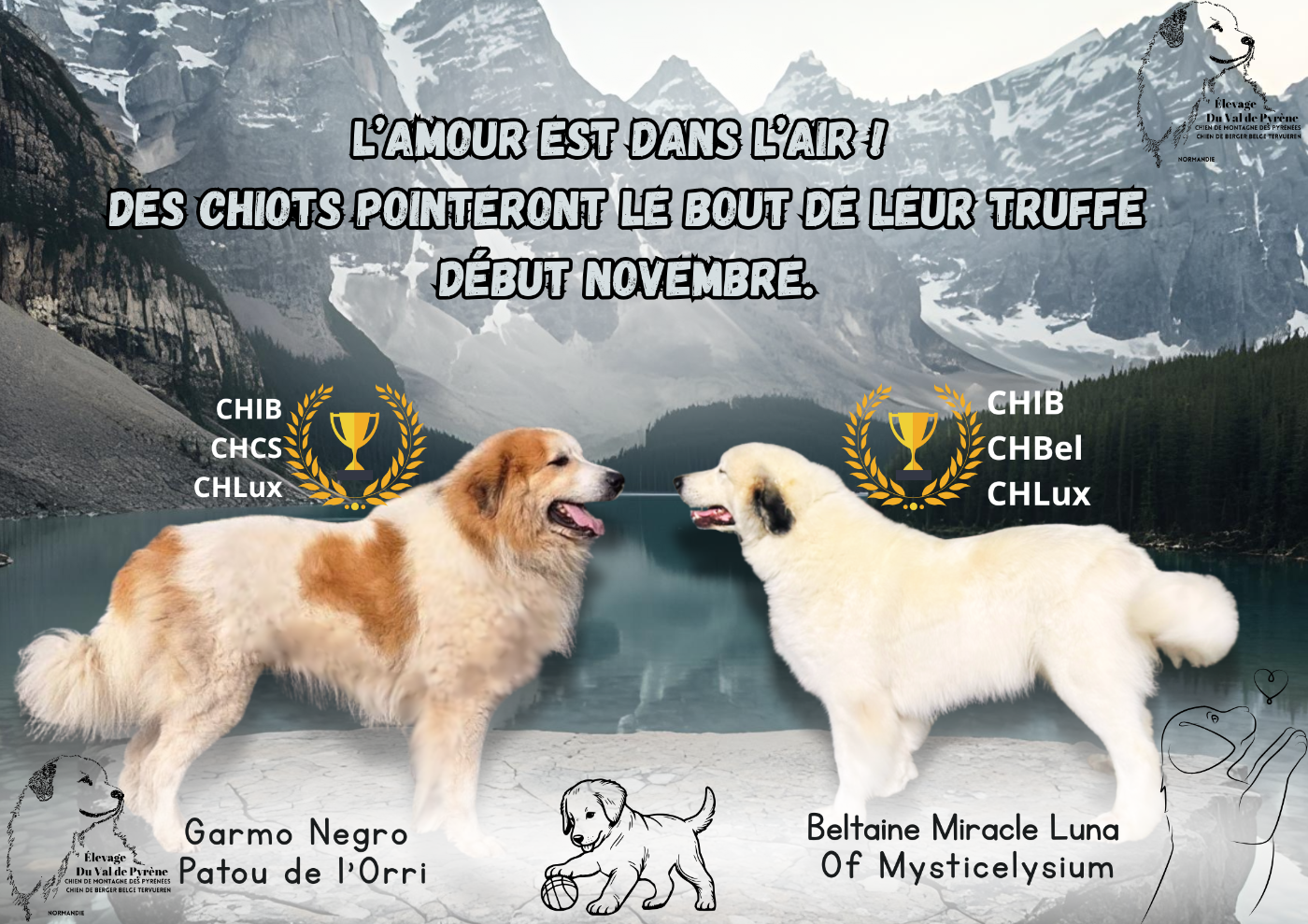 Une nouvelle portée attendu pour début novembre