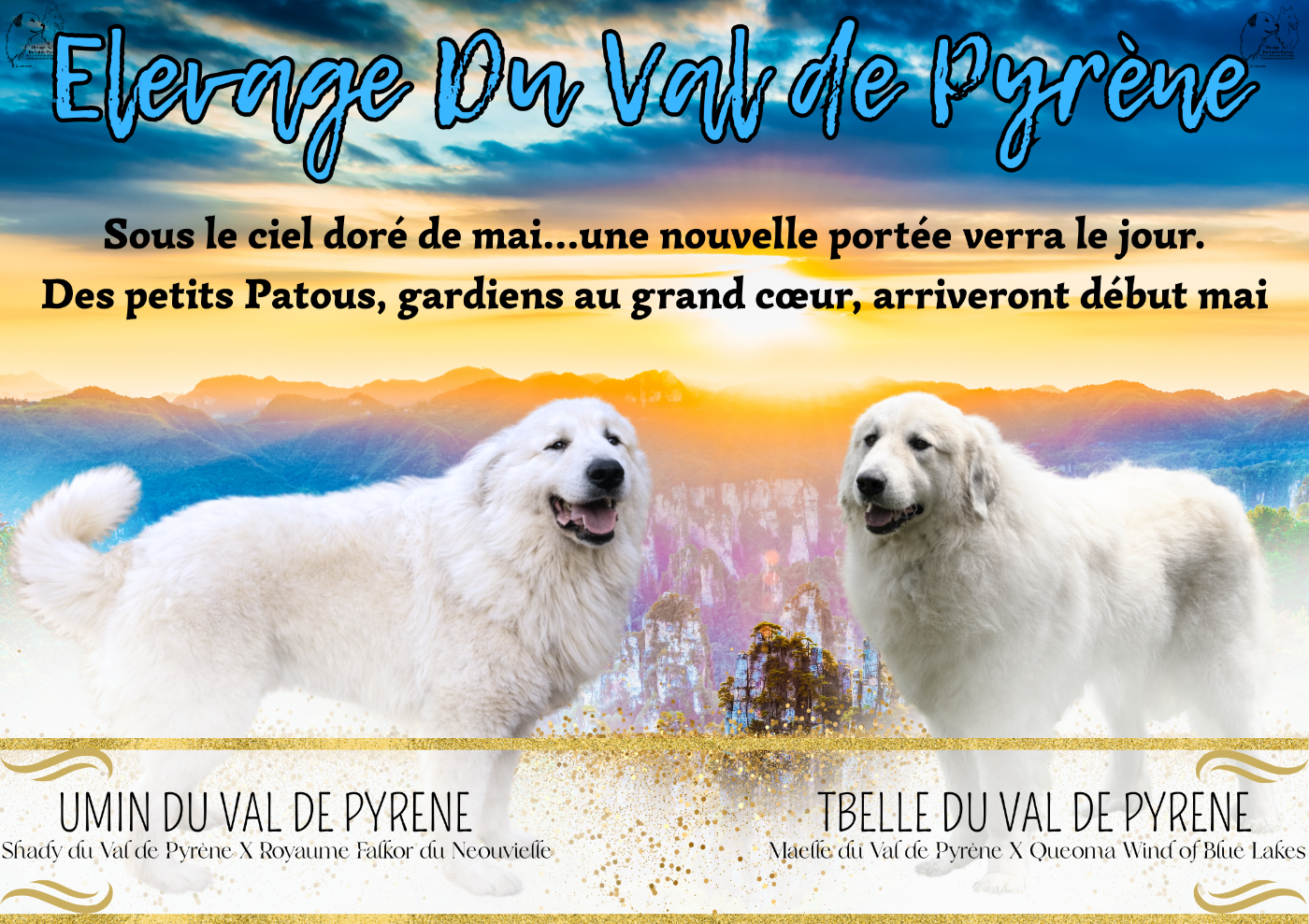 Une nouvelle portée attendu pour début Mai 2026