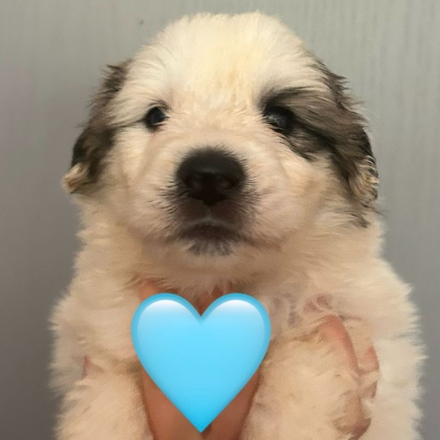 du Val de Pyrène - Chiots disponibles - Chien de Montagne des Pyrenees