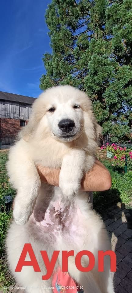 du Val de Pyrène - Chiots disponibles - Chien de Montagne des Pyrenees