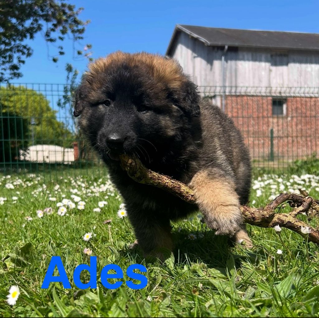 du Val de Pyrène - Chiots disponibles - Berger Belge