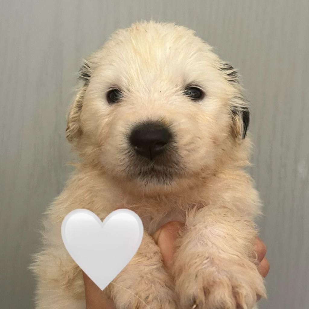 du Val de Pyrène - Chiots disponibles - Chien de Montagne des Pyrenees