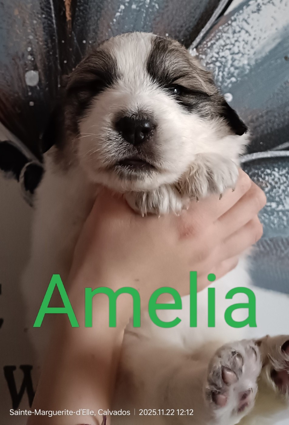 du Val de Pyrène - Chiots disponibles - Chien de Montagne des Pyrenees