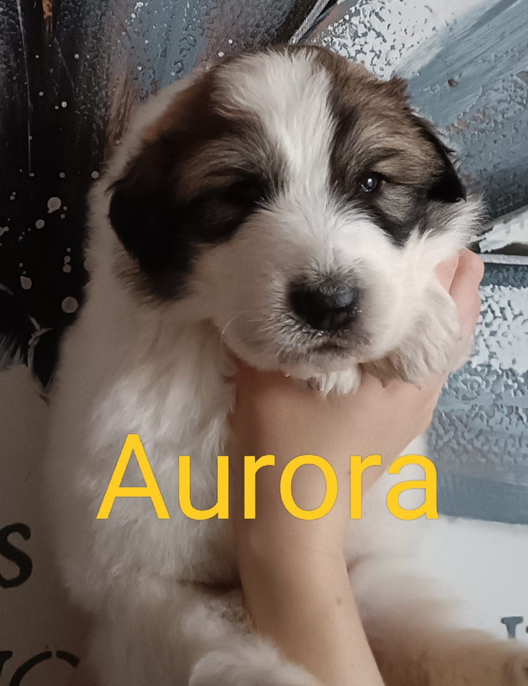 du Val de Pyrène - Chiots disponibles - Chien de Montagne des Pyrenees