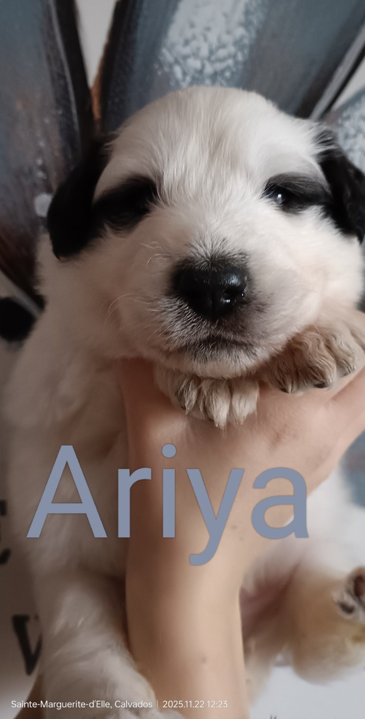 du Val de Pyrène - Chiots disponibles - Chien de Montagne des Pyrenees