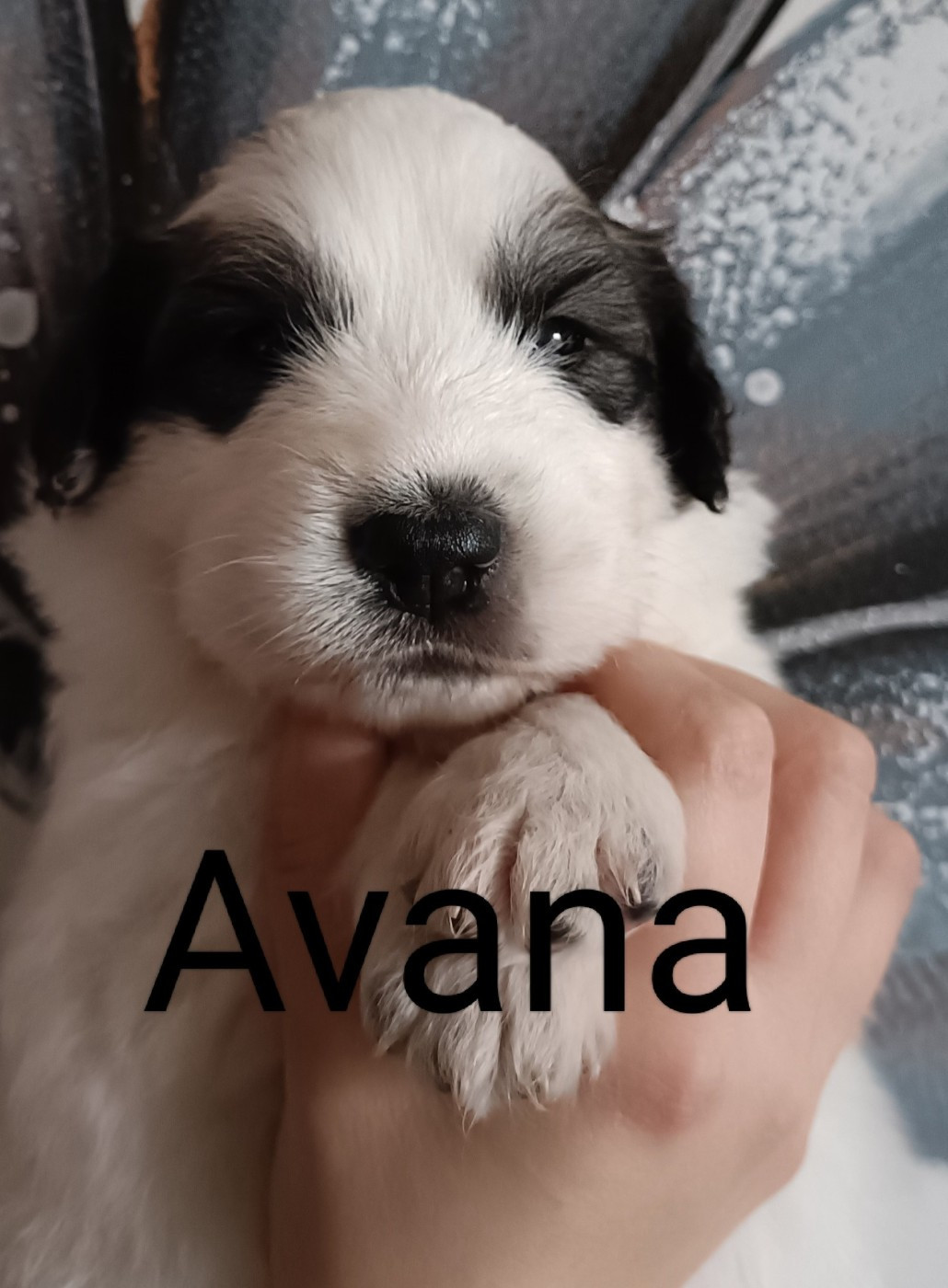 du Val de Pyrène - Chiots disponibles - Chien de Montagne des Pyrenees