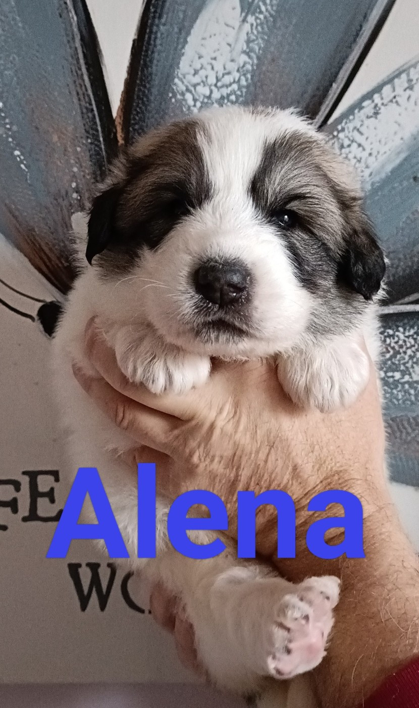 du Val de Pyrène - Chiots disponibles - Chien de Montagne des Pyrenees