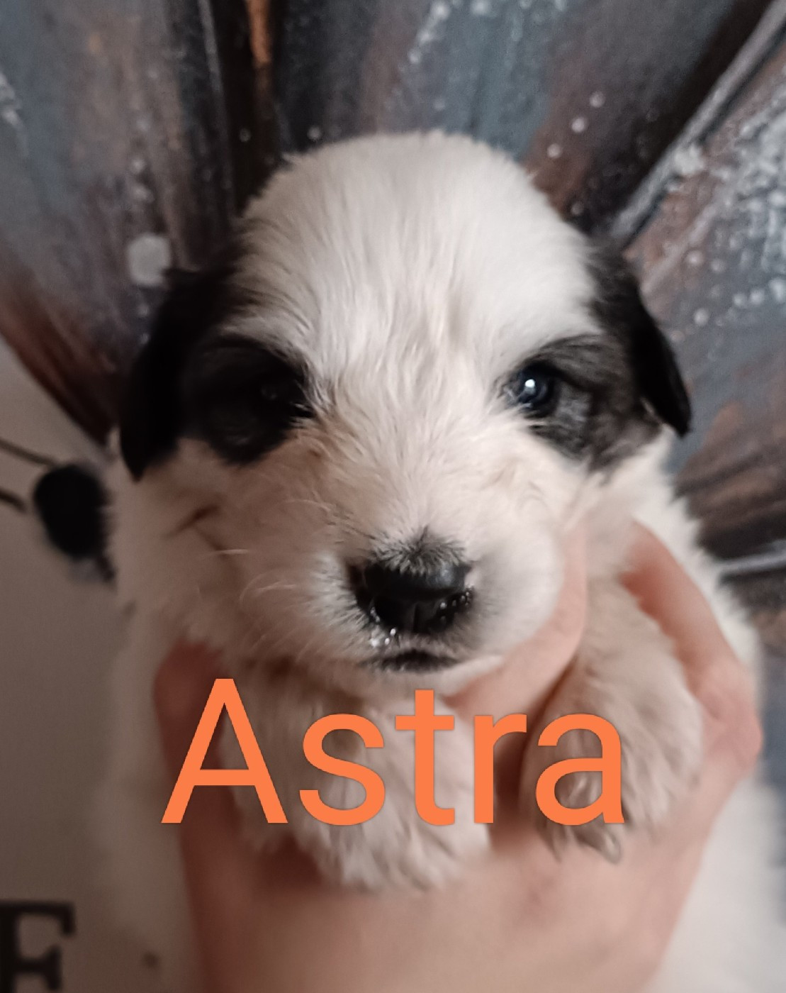 du Val de Pyrène - Chiots disponibles - Chien de Montagne des Pyrenees