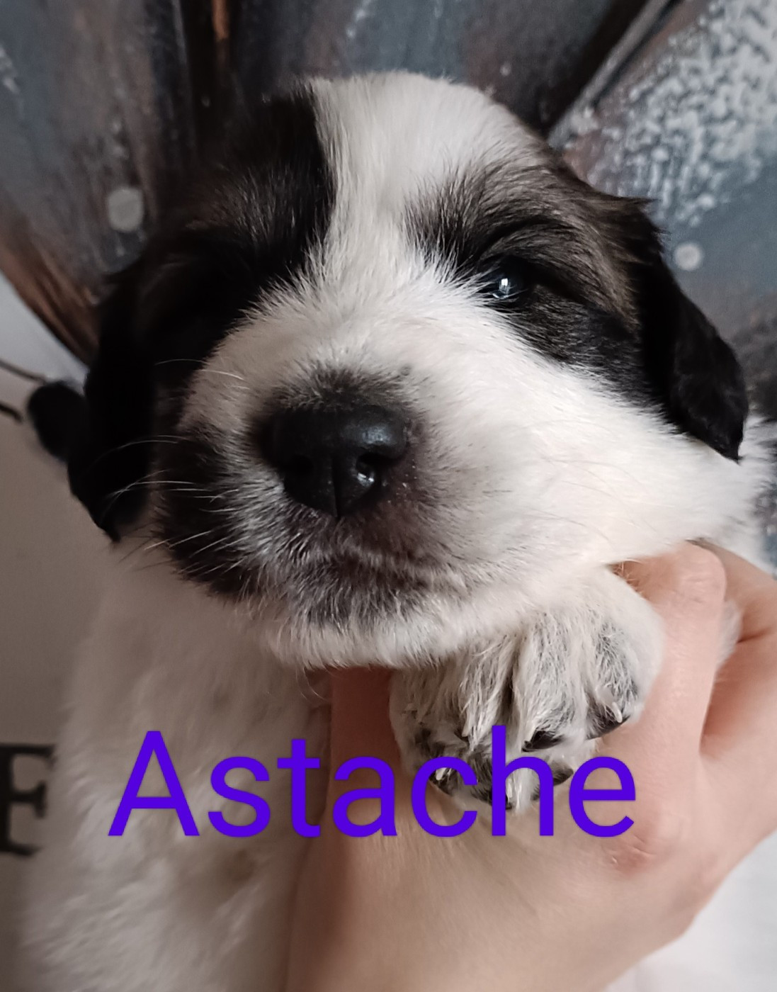 du Val de Pyrène - Chiots disponibles - Chien de Montagne des Pyrenees