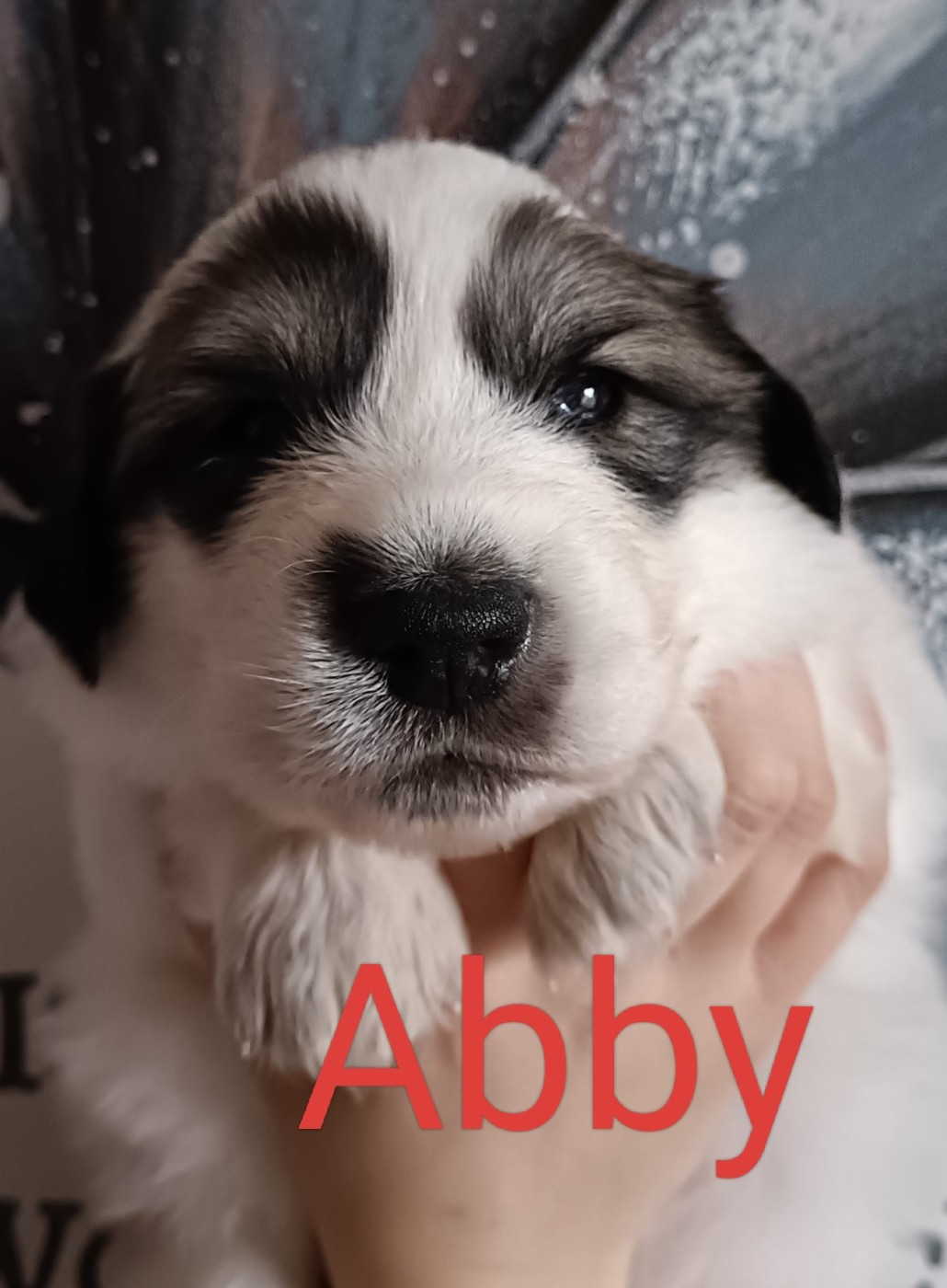 du Val de Pyrène - Chiots disponibles - Chien de Montagne des Pyrenees