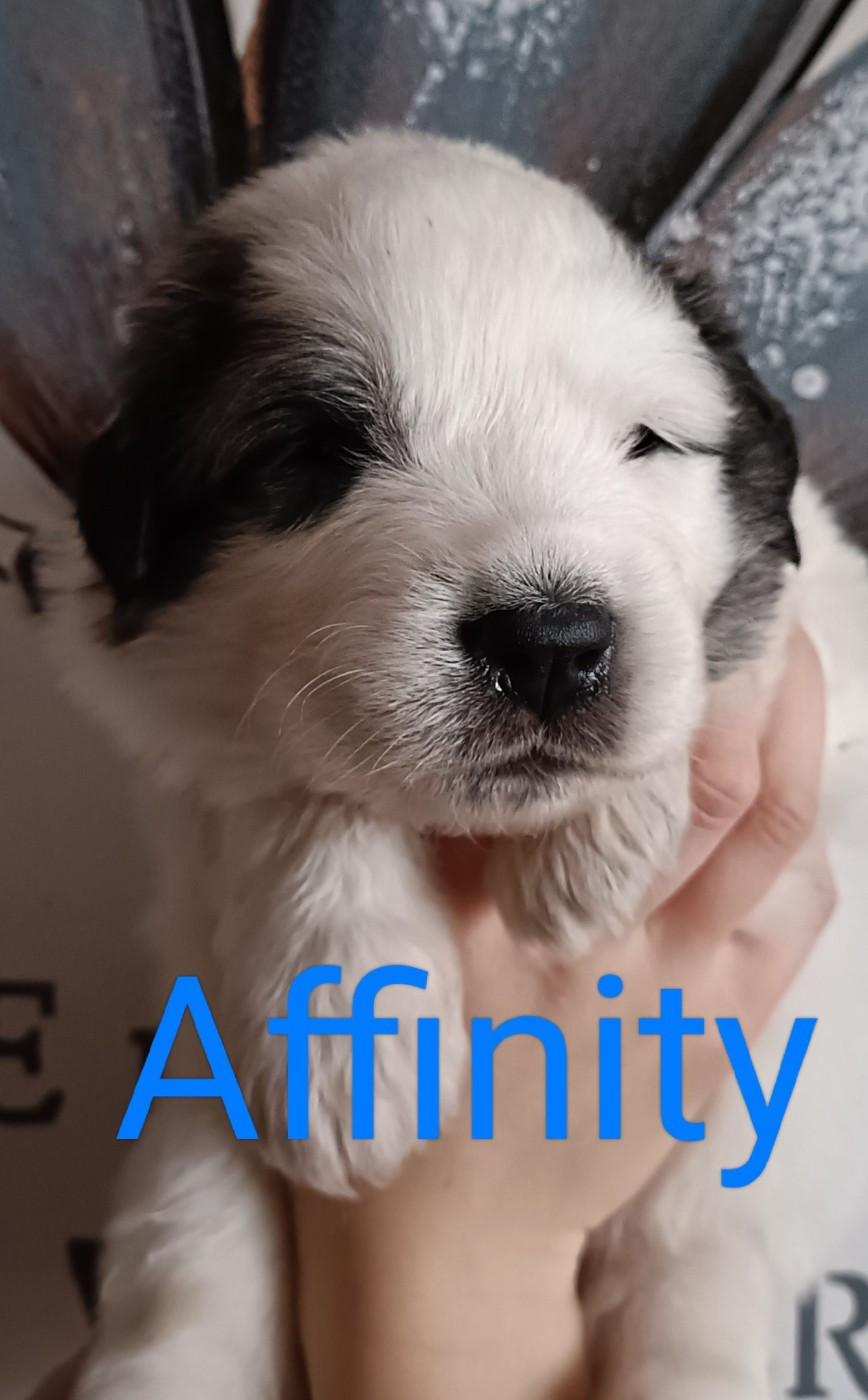 du Val de Pyrène - Chiots disponibles - Chien de Montagne des Pyrenees