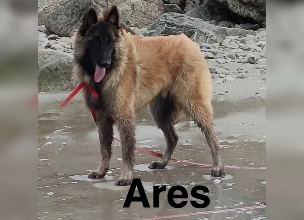 du Val de Pyrène - Chiots disponibles - Berger Belge