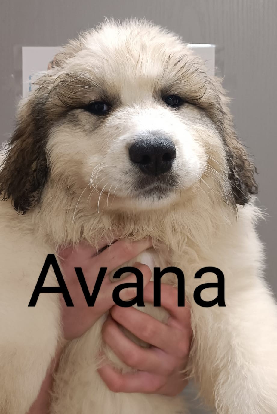 du Val de Pyrène - Chiots disponibles - Chien de Montagne des Pyrenees