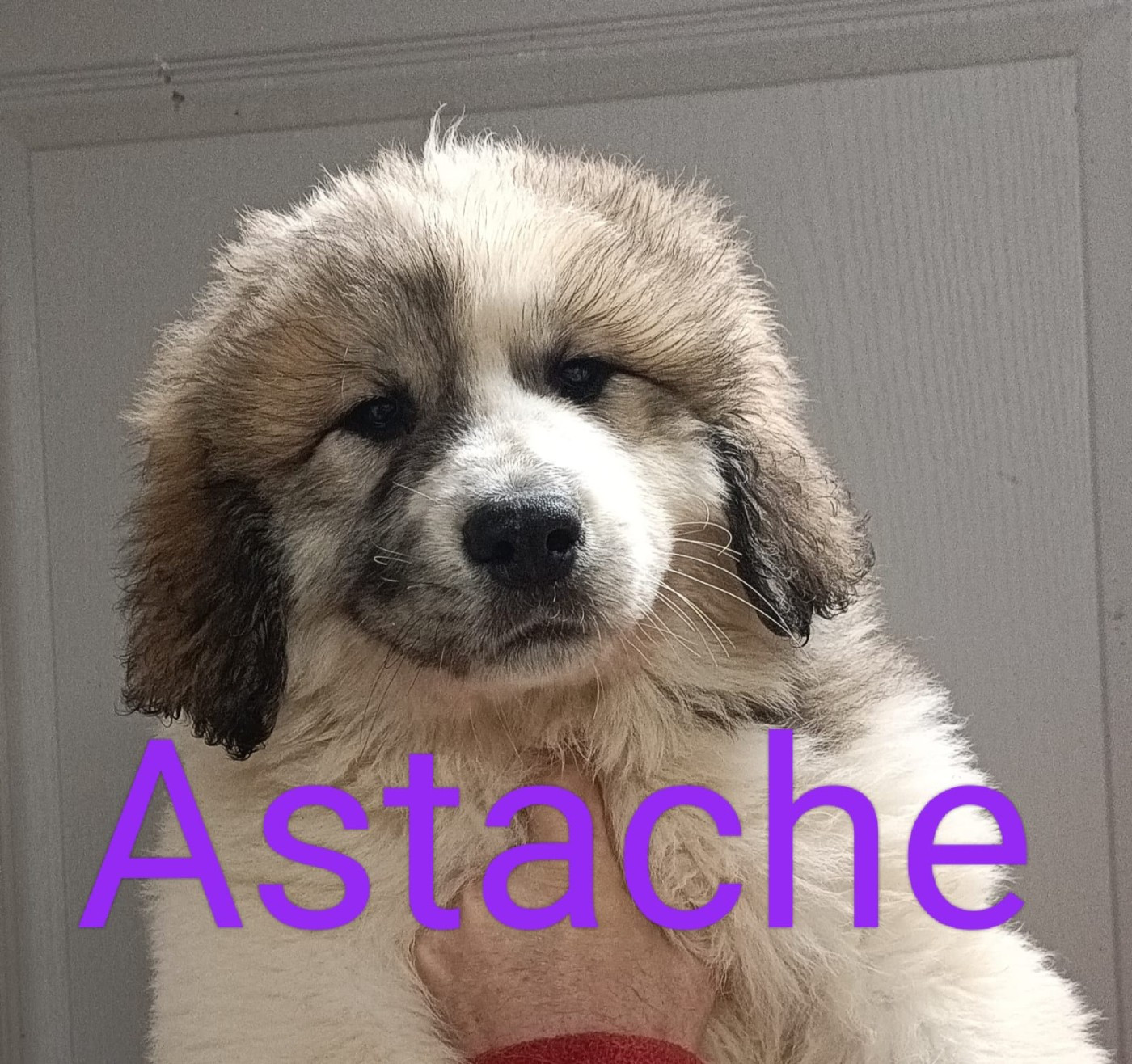 du Val de Pyrène - Chiots disponibles - Chien de Montagne des Pyrenees