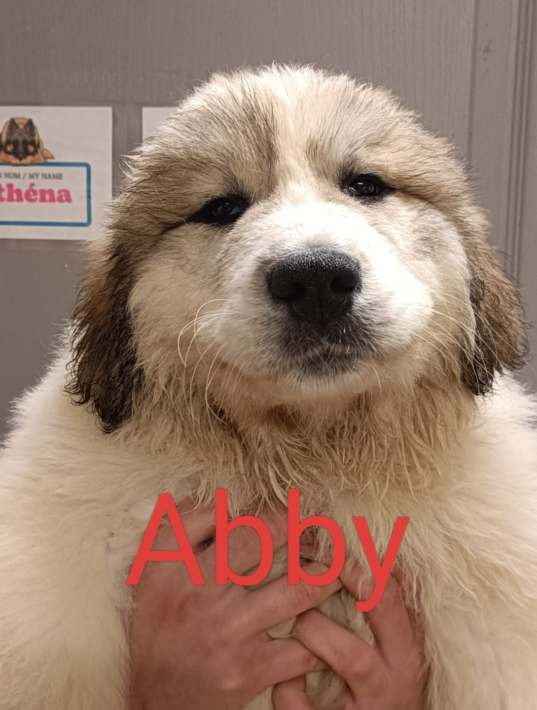 du Val de Pyrène - Chiots disponibles - Chien de Montagne des Pyrenees