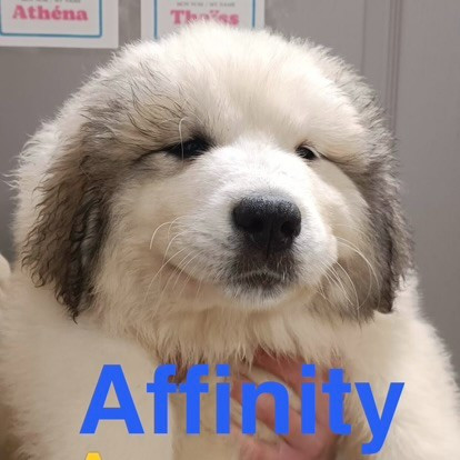 du Val de Pyrène - Chiots disponibles - Chien de Montagne des Pyrenees