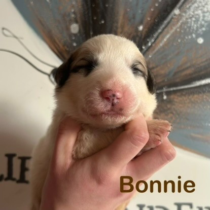 du Val de Pyrène - Chiots disponibles - Chien de Montagne des Pyrenees