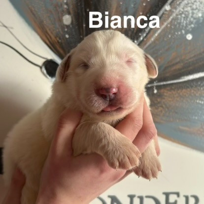 du Val de Pyrène - Chiots disponibles - Chien de Montagne des Pyrenees