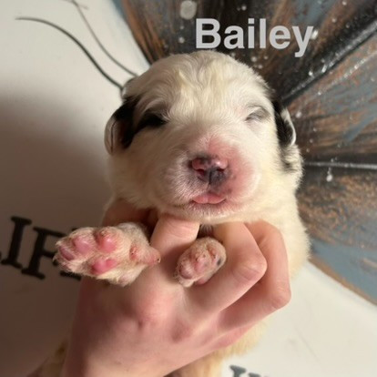 du Val de Pyrène - Chiots disponibles - Chien de Montagne des Pyrenees