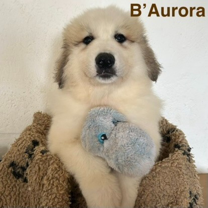 du Val de Pyrène - Chiots disponibles - Chien de Montagne des Pyrenees