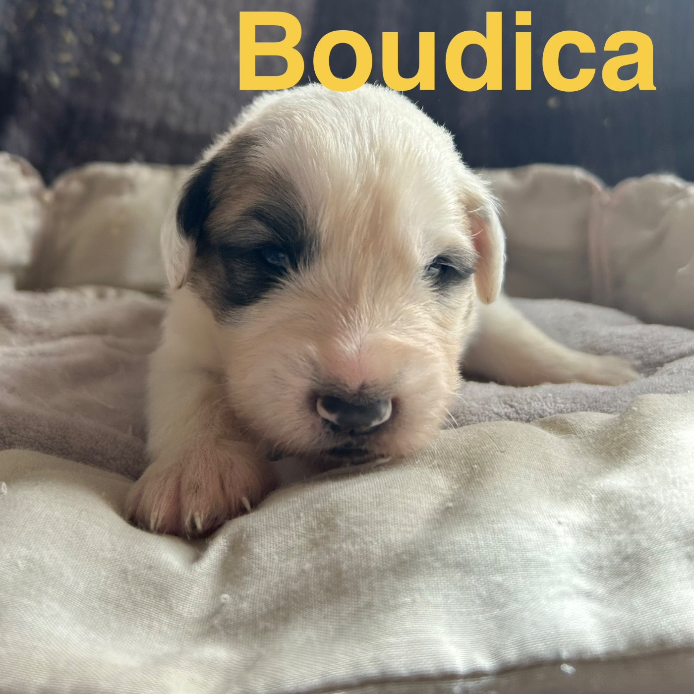 du Val de Pyrène - Chiots disponibles - Chien de Montagne des Pyrenees
