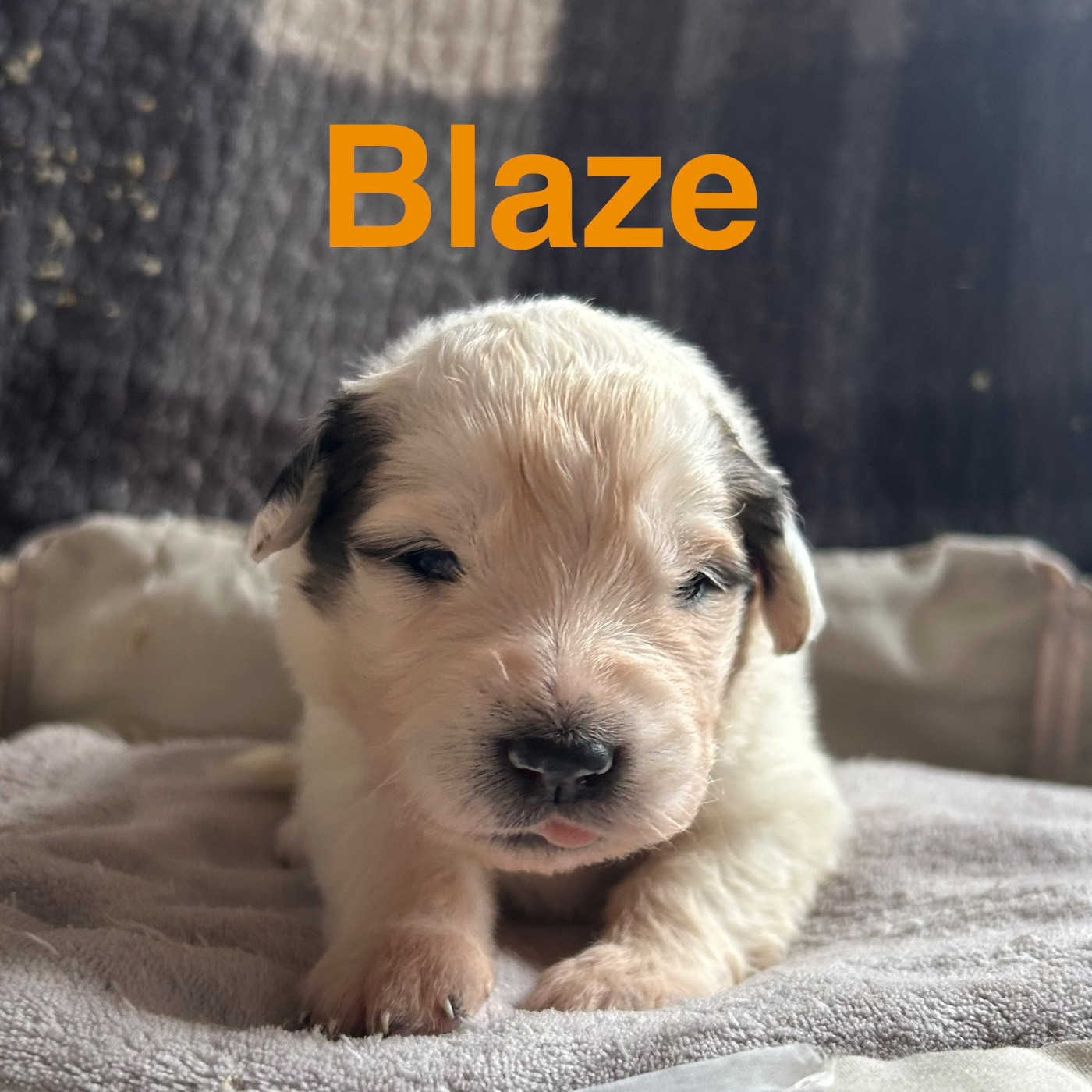 du Val de Pyrène - Chiots disponibles - Chien de Montagne des Pyrenees