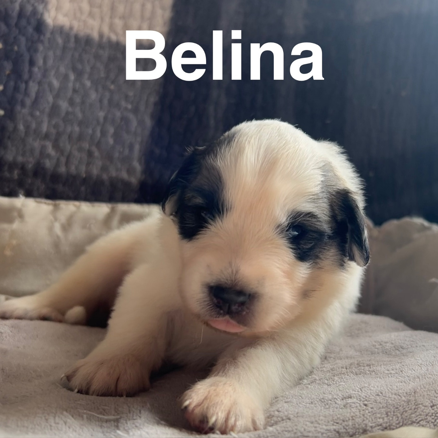du Val de Pyrène - Chiots disponibles - Chien de Montagne des Pyrenees