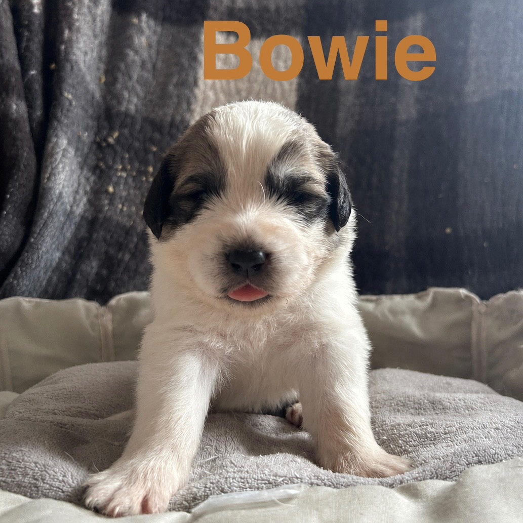 du Val de Pyrène - Chiots disponibles - Chien de Montagne des Pyrenees