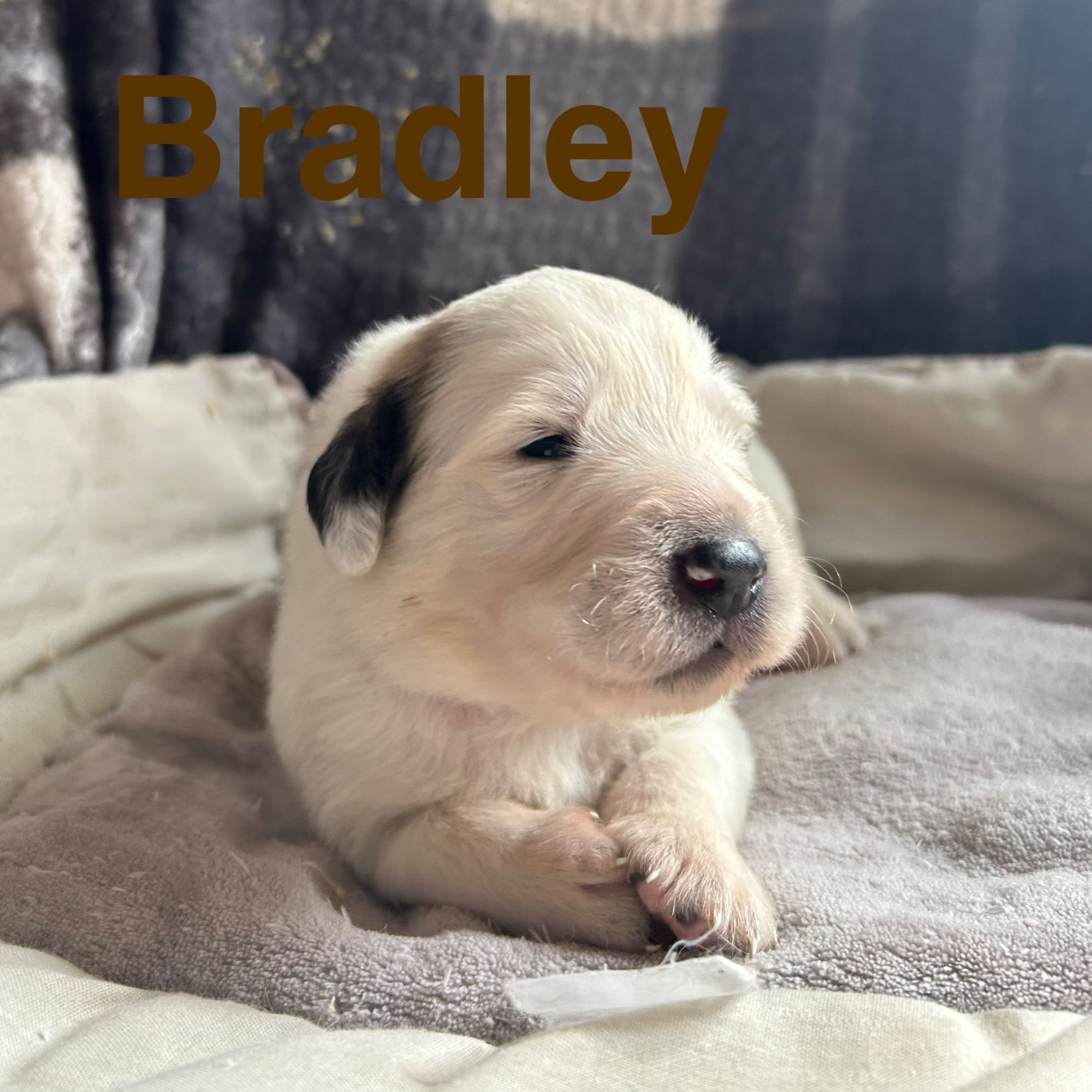 du Val de Pyrène - Chiots disponibles - Chien de Montagne des Pyrenees