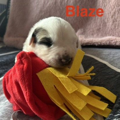 du Val de Pyrène - Chiots disponibles - Chien de Montagne des Pyrenees