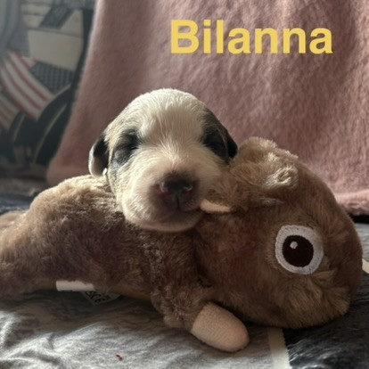du Val de Pyrène - Chiots disponibles - Chien de Montagne des Pyrenees