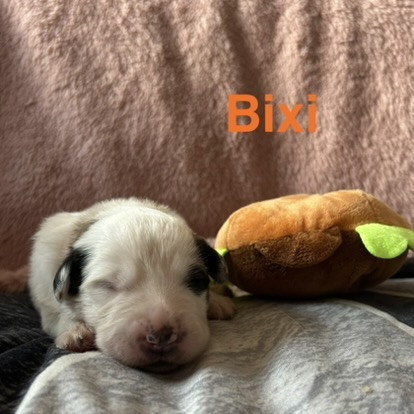 du Val de Pyrène - Chiots disponibles - Chien de Montagne des Pyrenees