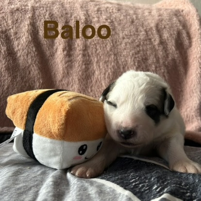 du Val de Pyrène - Chiots disponibles - Chien de Montagne des Pyrenees