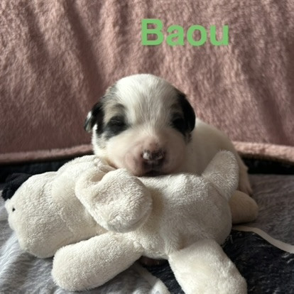 du Val de Pyrène - Chiots disponibles - Chien de Montagne des Pyrenees