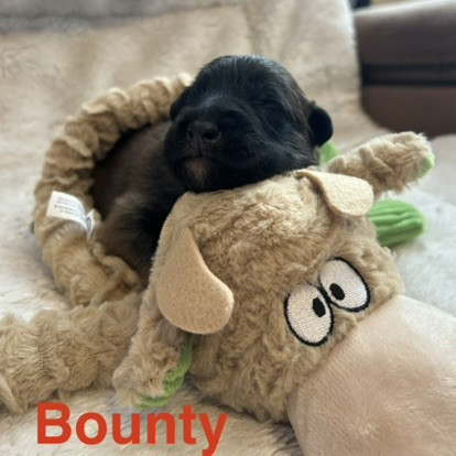 du Val de Pyrène - Chiots disponibles - Berger Belge