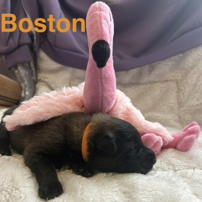 du Val de Pyrène - Chiots disponibles - Berger Belge