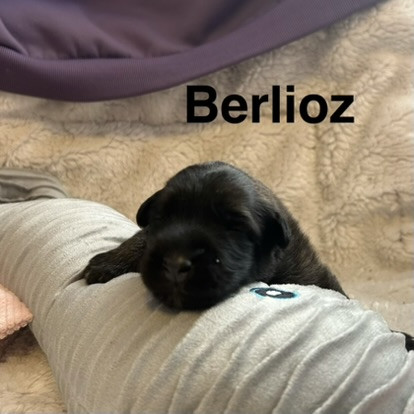 du Val de Pyrène - Chiots disponibles - Berger Belge