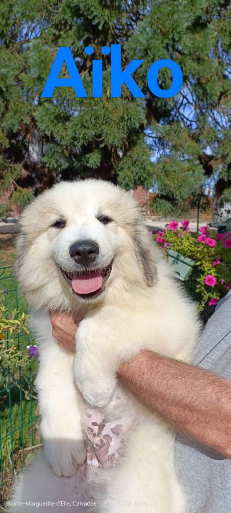 du Val de Pyrène - Chiots disponibles - Chien de Montagne des Pyrenees